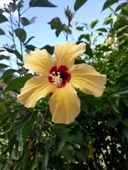 Hibiscus rosa-sinensis