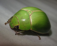 Platycoelia pomacea