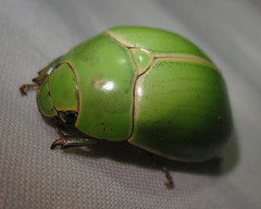 Platycoelia pomacea