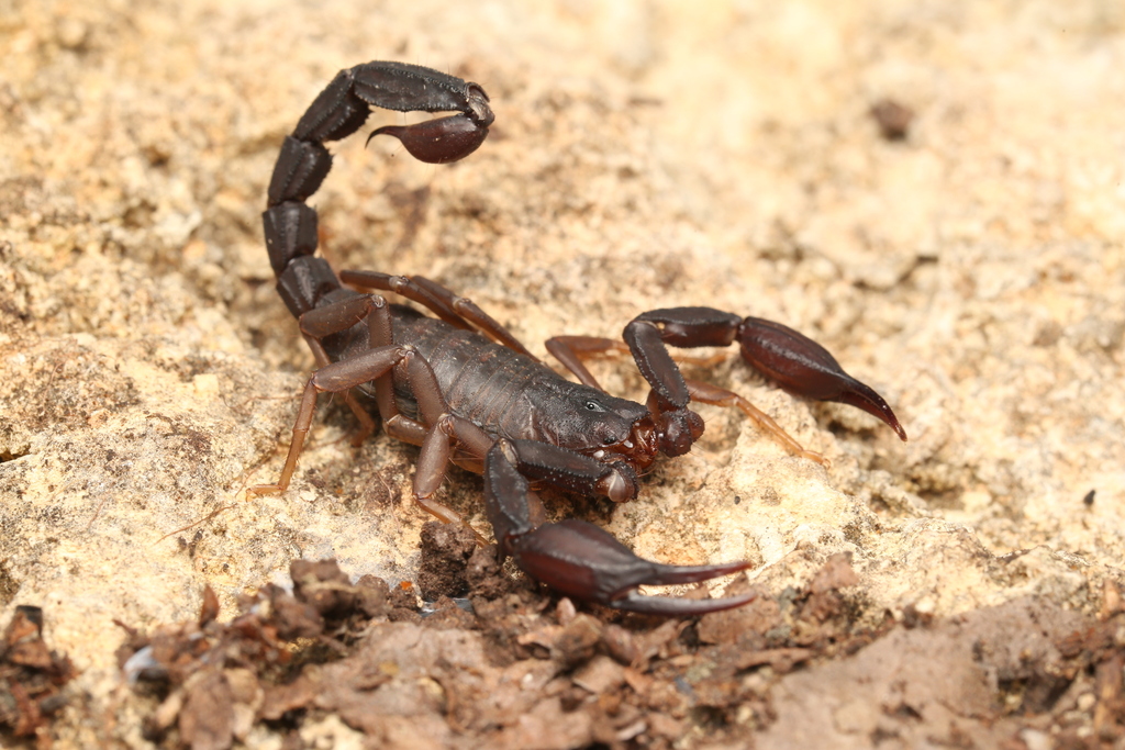 Texas Cave Scorpion
