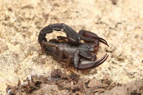 Photo of Texas Cave Scorpion (Pseudouroctonus reddelli)