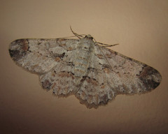 Iridopsis appetens
