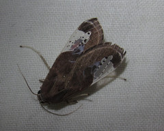 Bertholdia