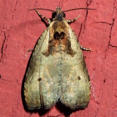 Olethreutes punctanum