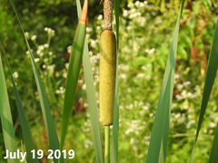Typha orientalis