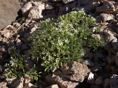 Sabulina nuttallii fragilis