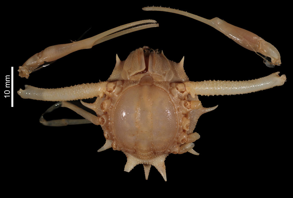 Arcania muricata