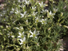 Sabulina nuttallii fragilis