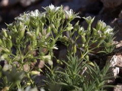 Sabulina nuttallii fragilis