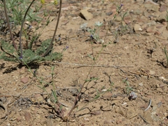 Allophyllum gilioides violaceum