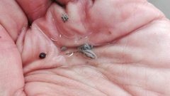 Knipowitschia panizzae