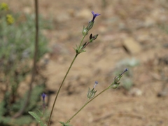 Allophyllum gilioides violaceum