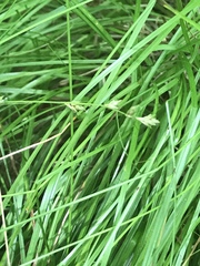 Carex brunnescens sphaerostachya
