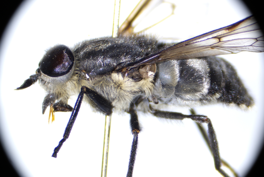 Black-legged Horse Fly