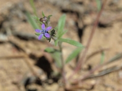 Allophyllum gilioides violaceum
