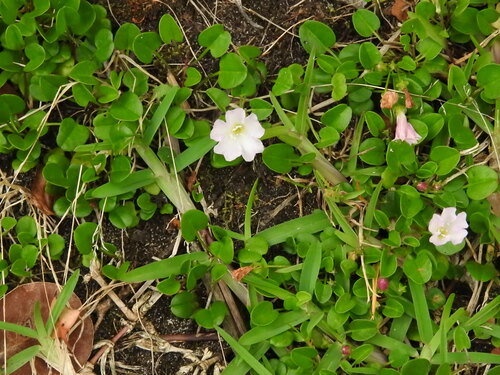 Image of Falkia repens by (c) Noeleen du Toit, some rights reserved (CC BY-SA)