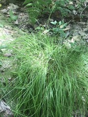 Carex brunnescens sphaerostachya