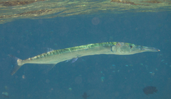 Spongyjaw Longtom photo 1