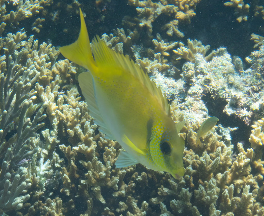 Blue-spotted spinefoot