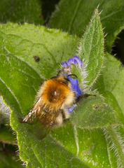 Bombus muscorum