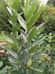 Asclepias syriaca