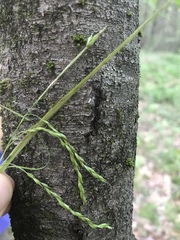 Carex debilis rudgei