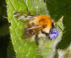 Bombus muscorum