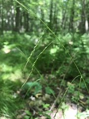 Carex debilis rudgei