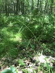 Carex debilis rudgei