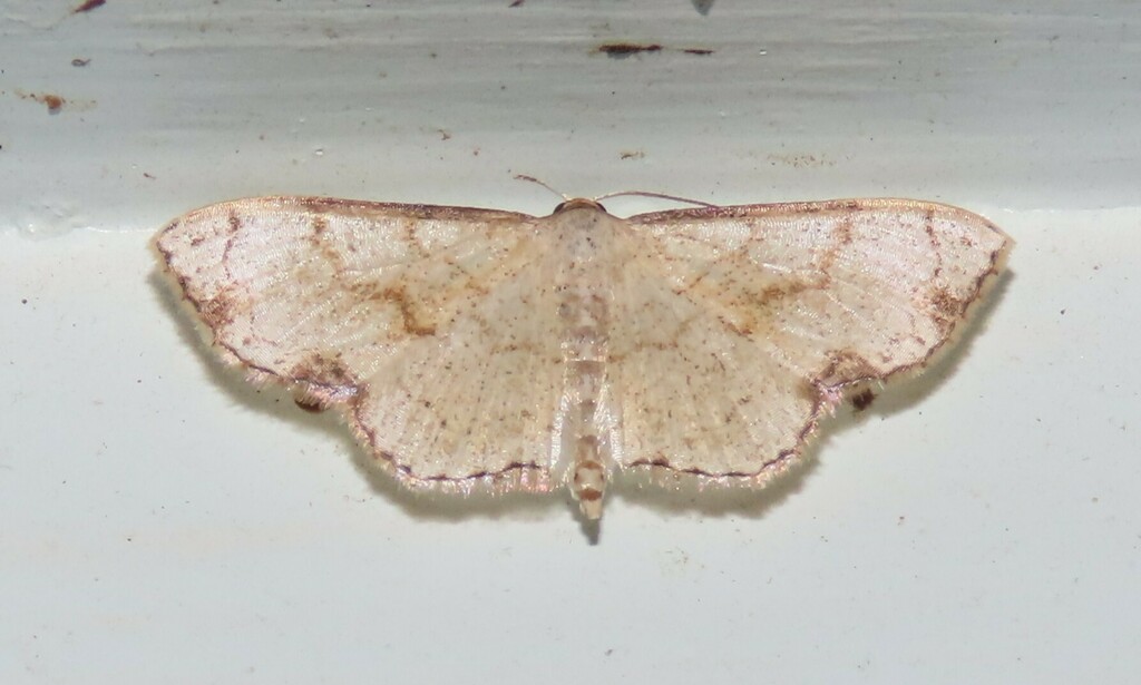Ptychamalia dorneraria