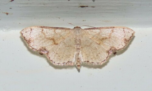 Ptychamalia dorneraria