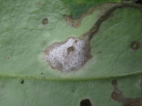 Ramularia cylindroides observed 2024-11-28