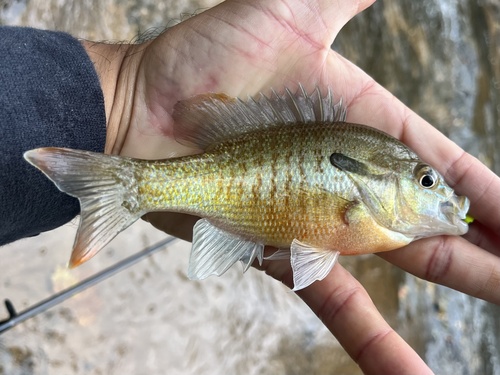 Redbreast Sunfish