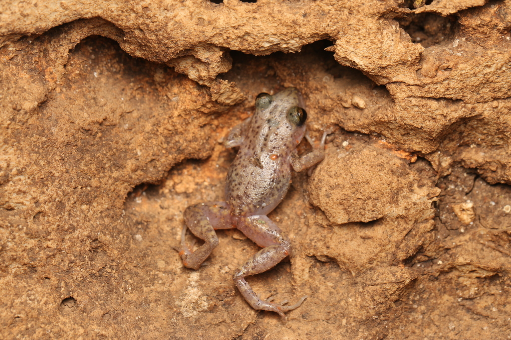 Hannemania monticola