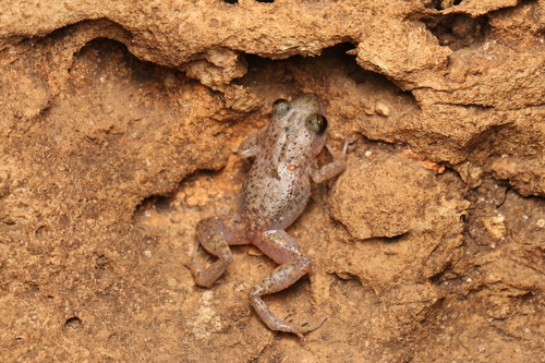 Hannemania monticola photographed in Delaware