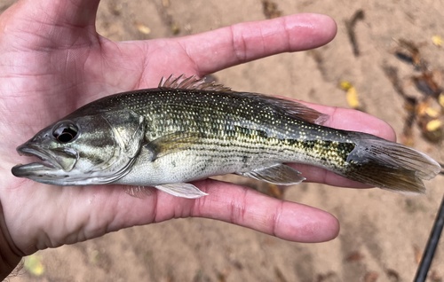 Tallapoosa Bass