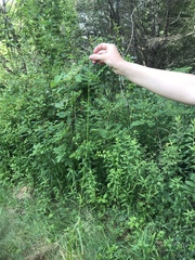 Carex cephalophora