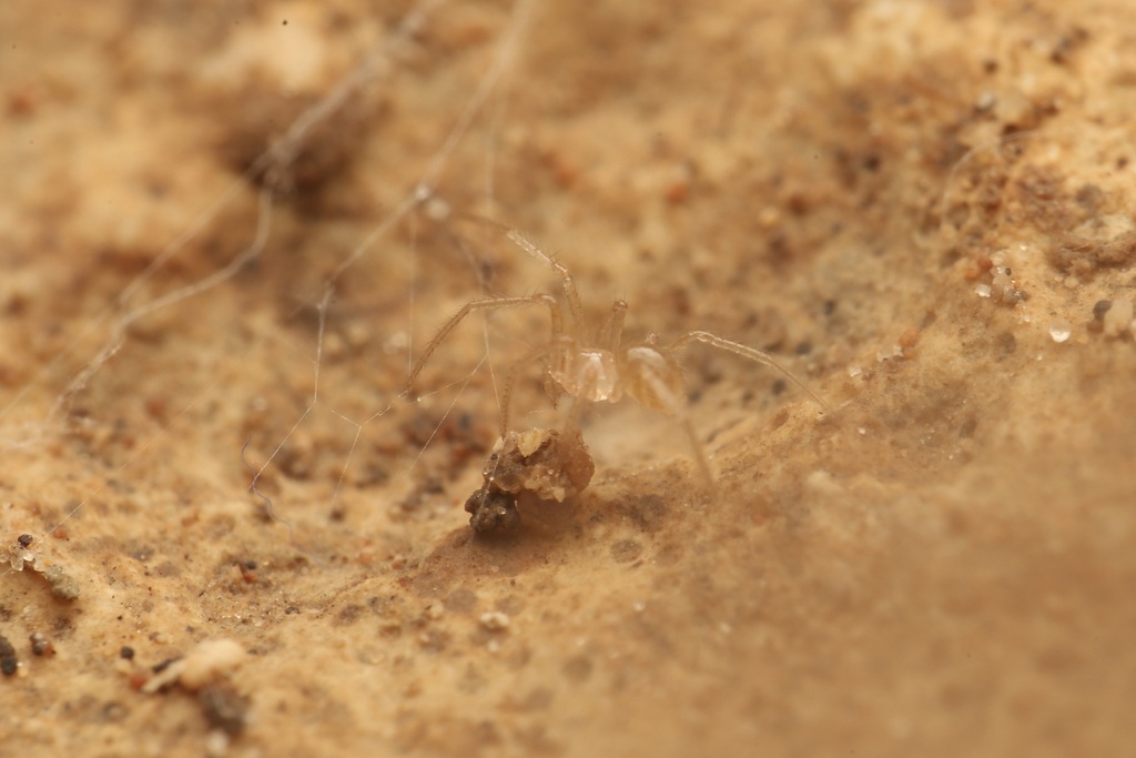 Eidmannella rostrata