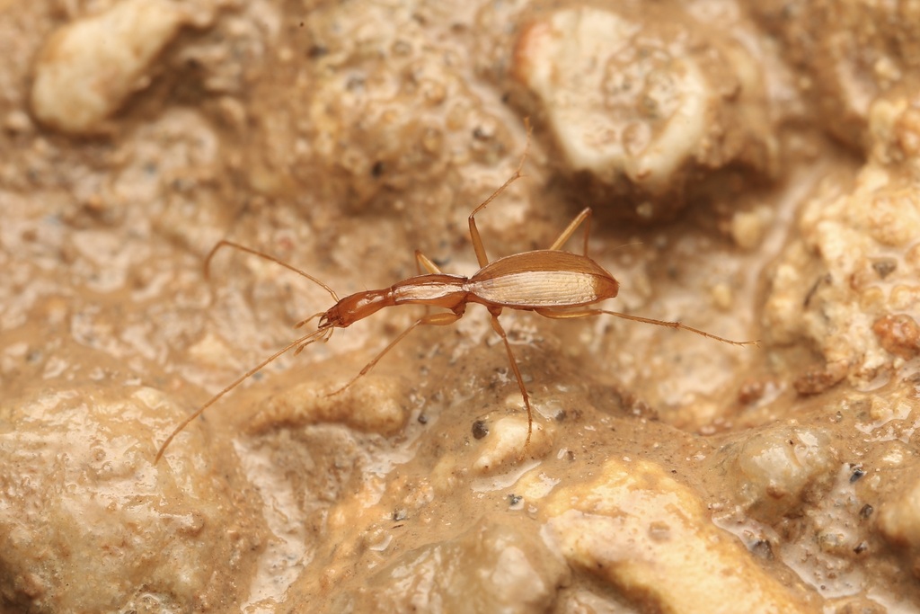 Rhadine exilis
