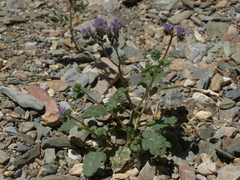 Phacelia crenulata crenulata