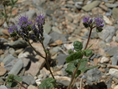 Phacelia crenulata crenulata