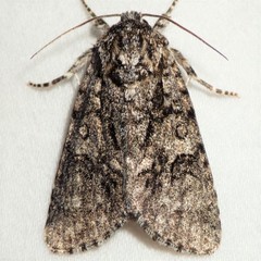 Acronicta increta