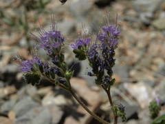 Phacelia crenulata crenulata