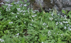 Polemonium pulcherrimum delicatum