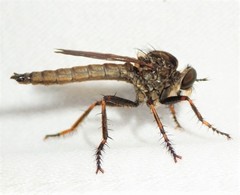 Machimus erythocnemius