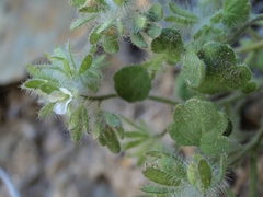 Phacelia cryptantha