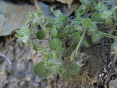 Phacelia cryptantha