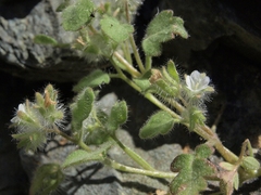 Phacelia cryptantha