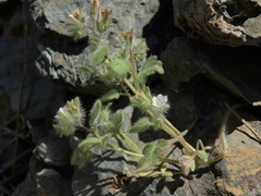 Phacelia cryptantha