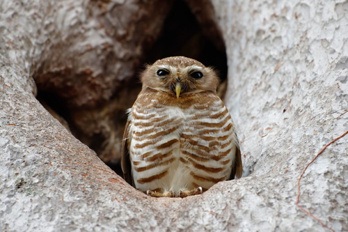 White-browed Owl (Athene superciliaris), photo 9